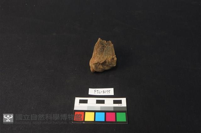 鹿骨藏品圖，第2張