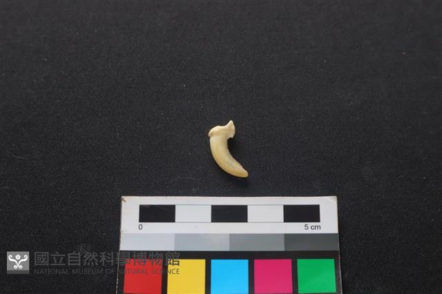 狗骨藏品圖，第2張