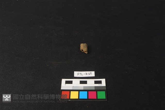獸骨藏品圖，第2張