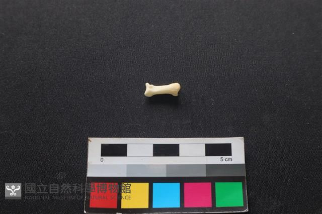 狗骨藏品圖，第2張
