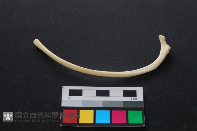狗骨藏品圖，第2張