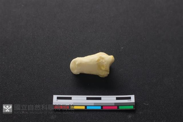 豬骨藏品圖，第2張