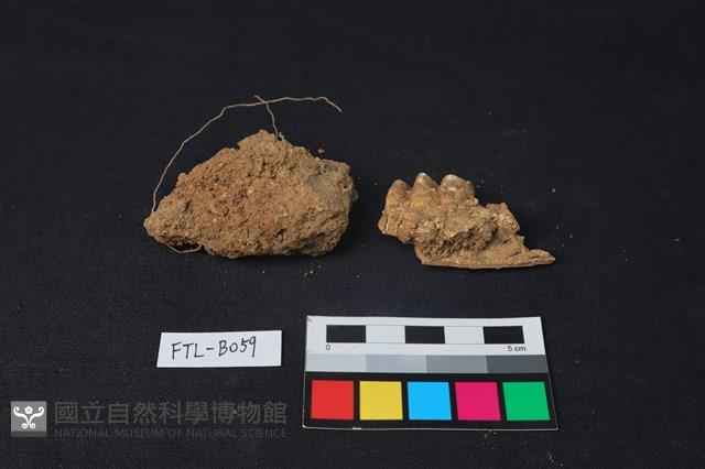 獸骨藏品圖，第2張