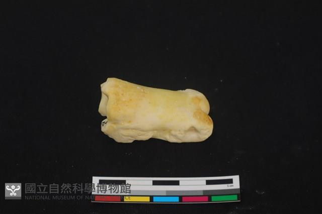 豬骨藏品圖，第2張
