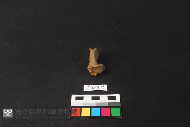 鹿骨藏品圖，第2張