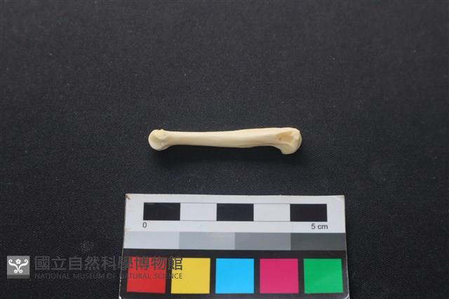 狗骨藏品圖，第2張