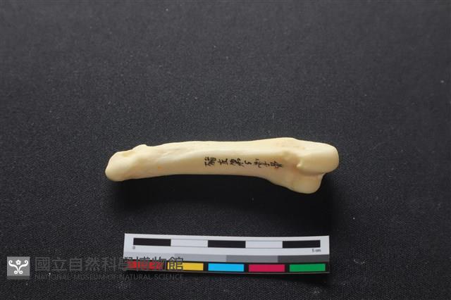 豬骨藏品圖，第2張