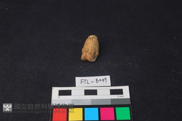 獸骨藏品圖，第2張