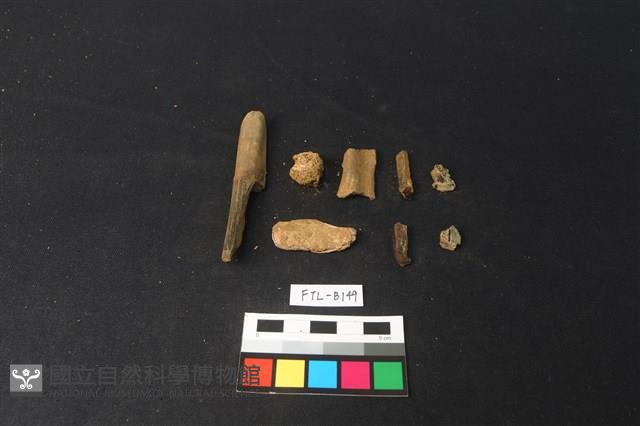 獸骨藏品圖，第2張