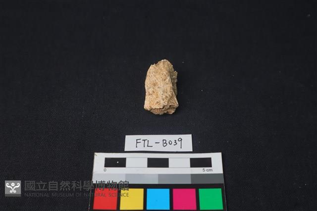 獸骨藏品圖，第2張