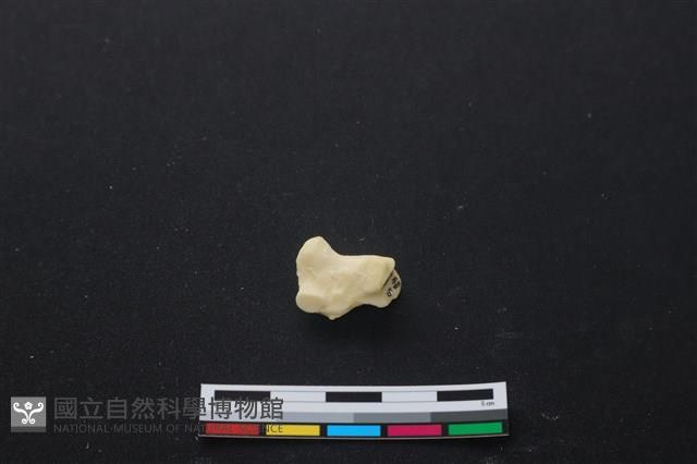 豬骨藏品圖，第2張
