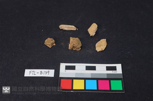 獸骨藏品圖，第2張