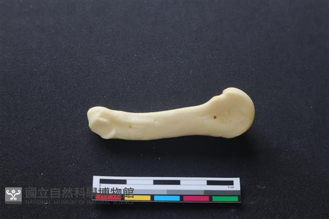 豬骨藏品圖，第2張