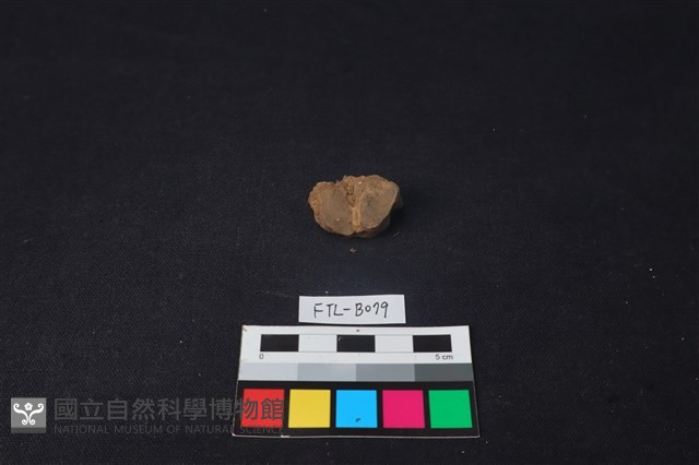 獸骨藏品圖，第2張