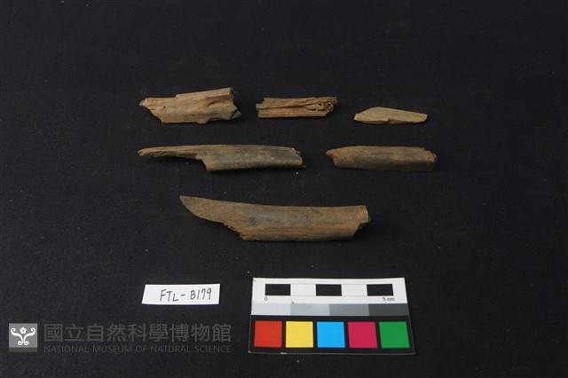 獸骨藏品圖，第2張