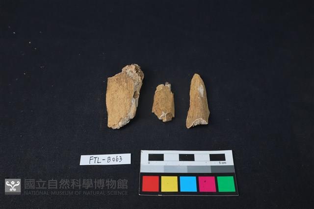 獸骨藏品圖，第2張