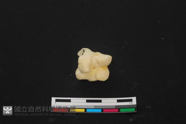 豬骨藏品圖，第2張