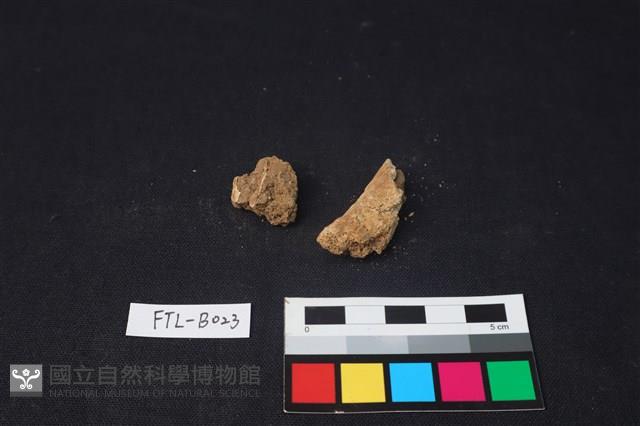 獸骨藏品圖，第2張