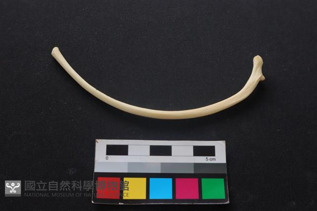 狗骨藏品圖，第2張