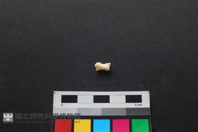 狗骨藏品圖，第2張