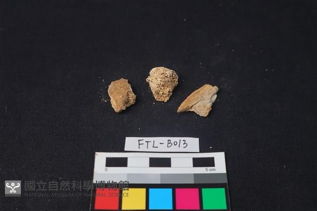 獸骨藏品圖，第2張