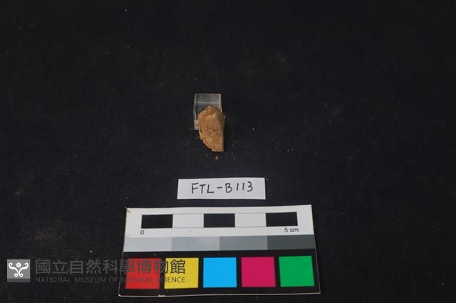 獸骨藏品圖，第2張