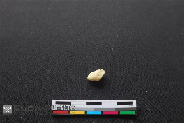 豬骨藏品圖，第2張