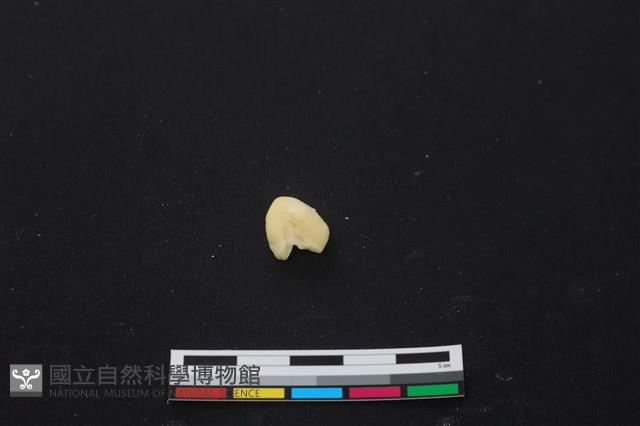豬骨藏品圖，第2張