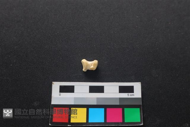 狗骨藏品圖，第2張