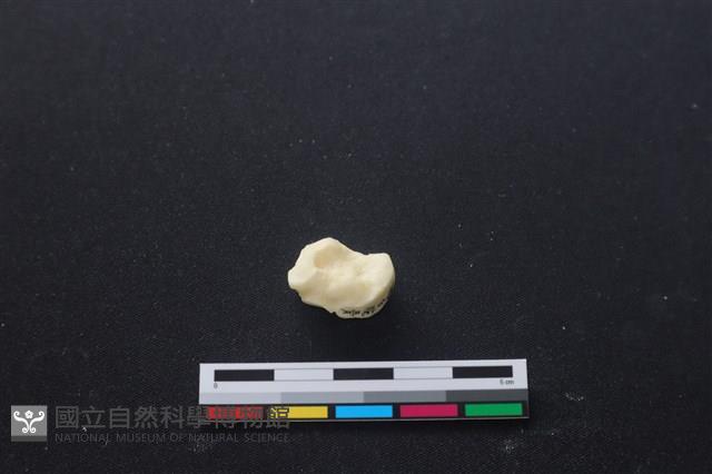 豬骨藏品圖，第2張