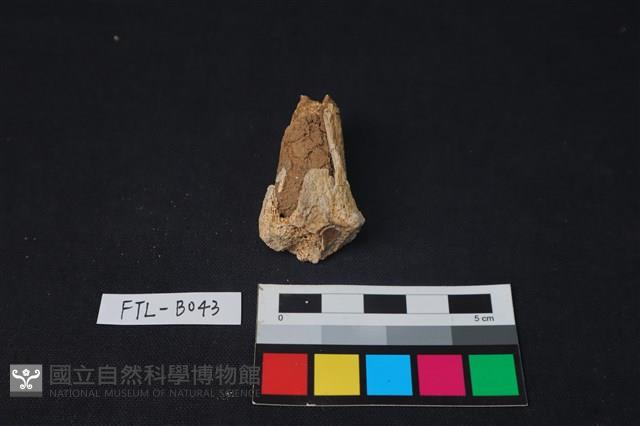 獸骨藏品圖，第2張