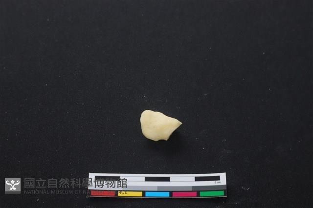 豬骨藏品圖，第2張