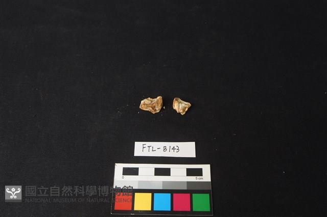 豬骨藏品圖，第2張