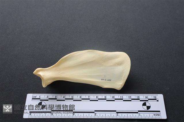 狗骨藏品圖，第2張