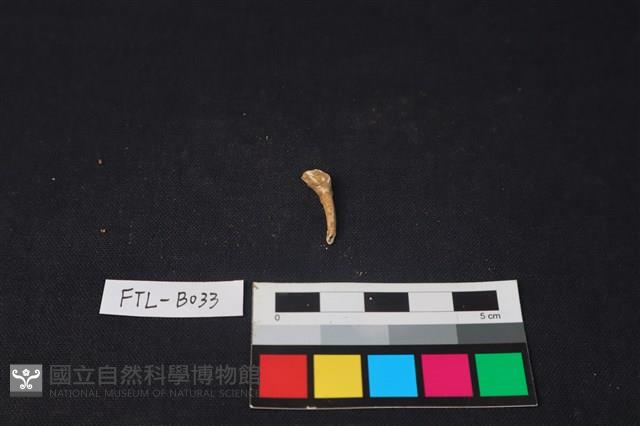 鹿骨藏品圖，第2張