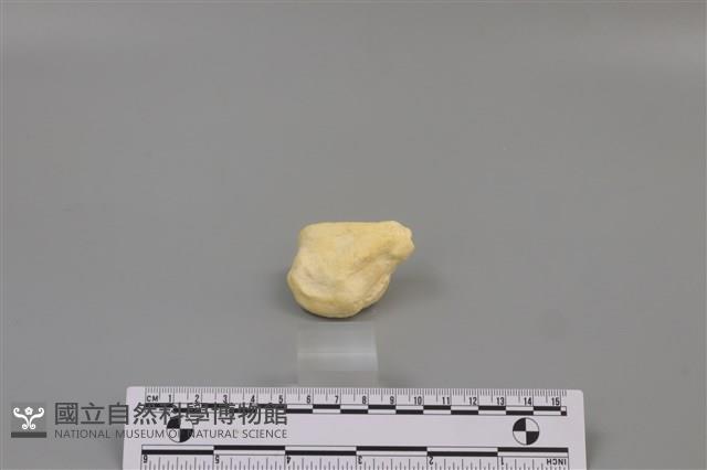 豬骨藏品圖，第2張
