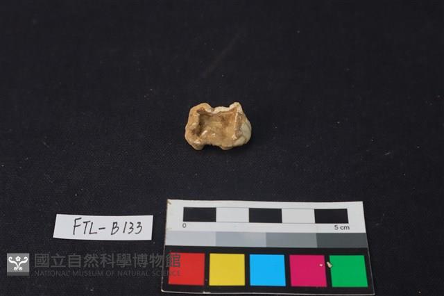 豬骨藏品圖，第2張