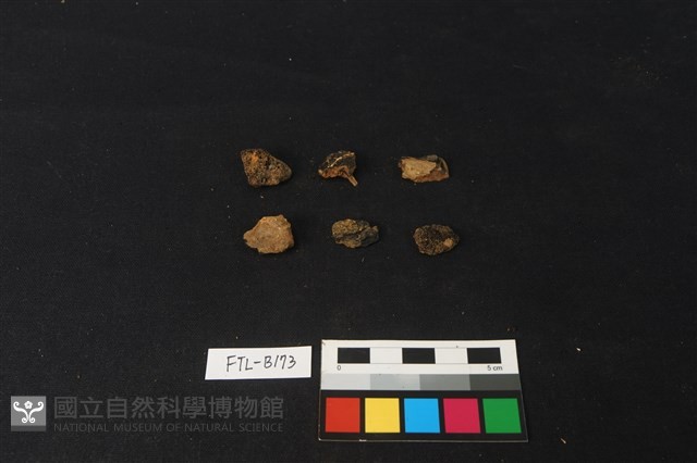 獸骨藏品圖，第2張