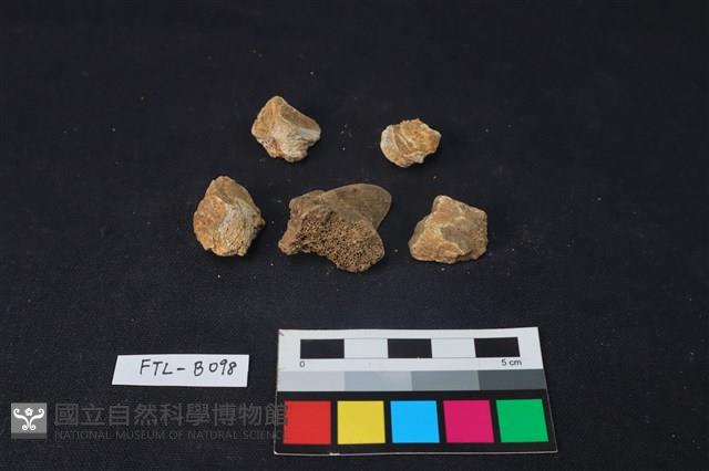 獸骨藏品圖，第1張