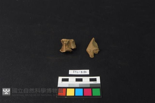 獸骨藏品圖，第1張