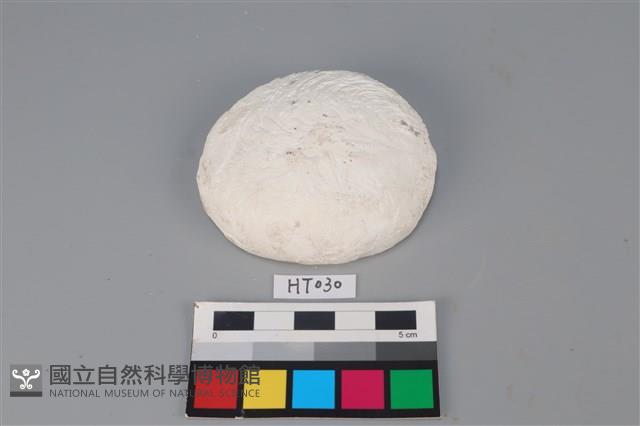 獸骨藏品圖，第1張