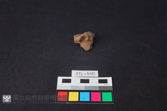 鹿骨藏品圖，第1張