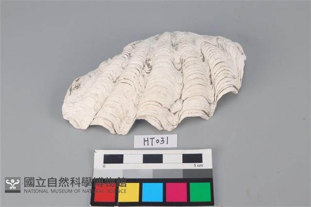 獸骨藏品圖，第1張