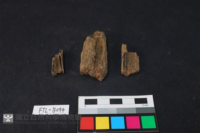 獸骨藏品圖，第1張