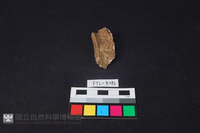 獸骨藏品圖，第1張