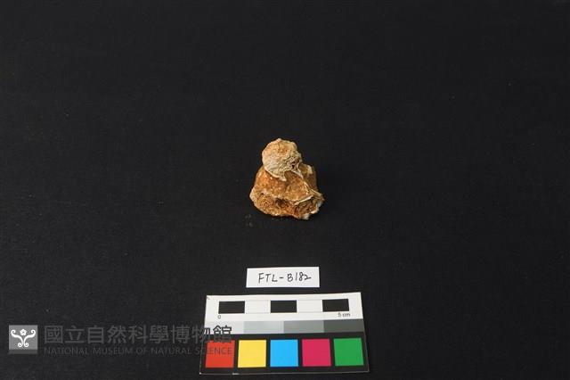 獸骨藏品圖，第1張