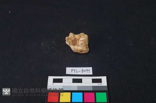 獸骨藏品圖，第1張