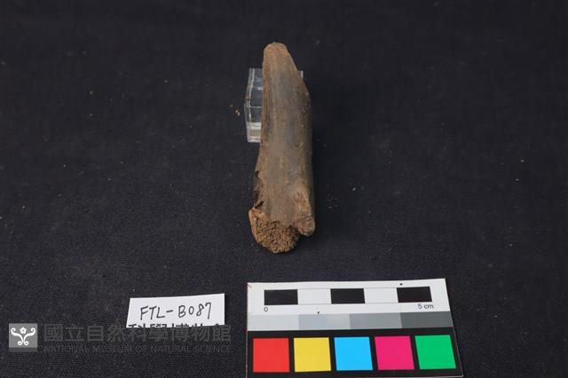 獸骨藏品圖，第1張