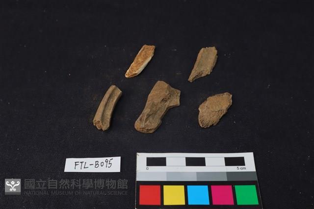 獸骨藏品圖，第1張