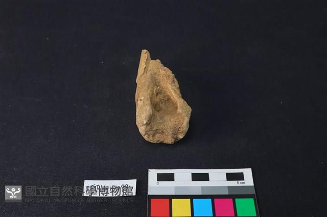 鹿骨藏品圖，第1張